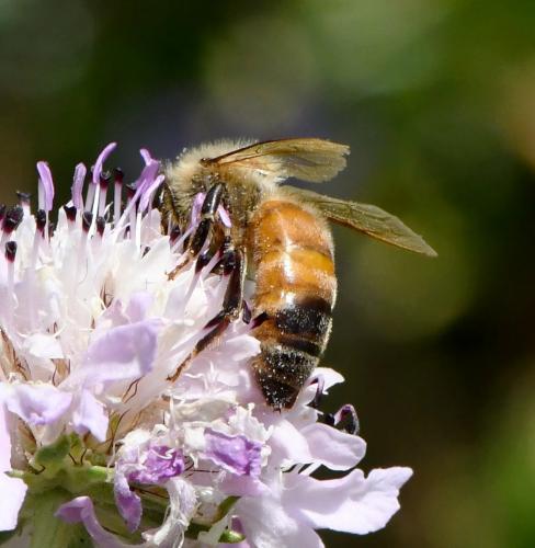 Réf. 283 644 : Apis mellifera